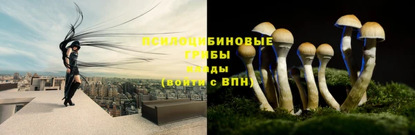 PSILOCYBIN Заводоуковск